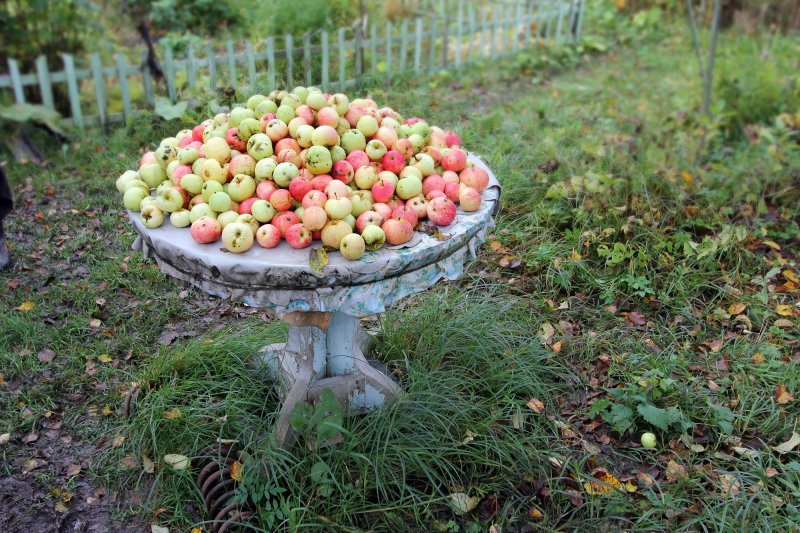 Яблочный спас: традиции и приметы Преображения Господня