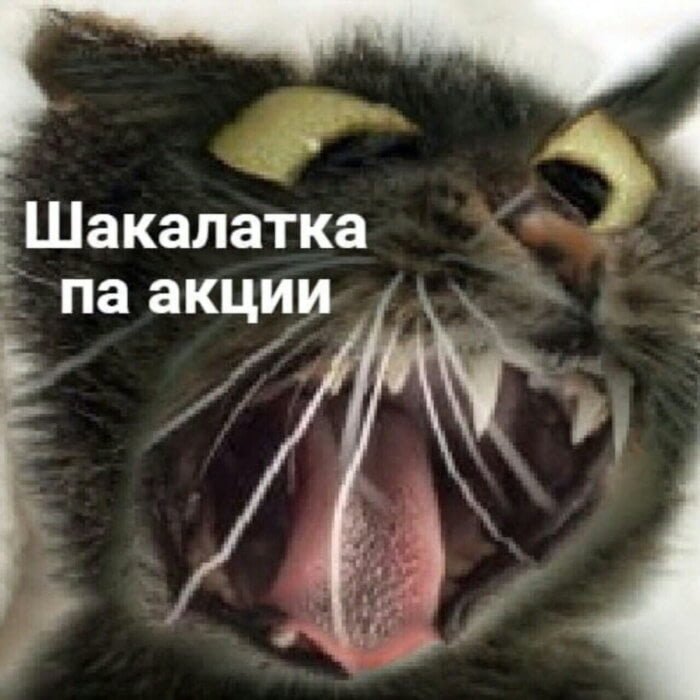 Чипсеки и сухареки - откуда этот мем с котом? Оригинал фото