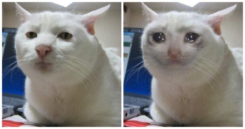 Плачущий кот: котик плачет и орет - откуда мем? Варианты мемов