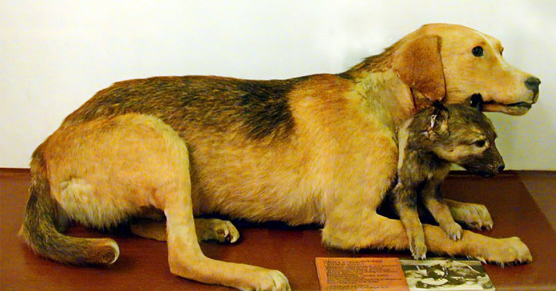 В императорском саду живет собака 11. Демихов двухголовая собака. Двухголовая собака Владимира Демихова.
