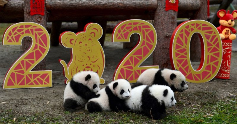 Китайский новый год 2020: когда начинается и как его праздновать