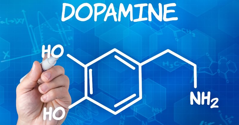 Дофамин - что это? Как повысить дофамин в организме? Для чего нужен гормон дофамин?