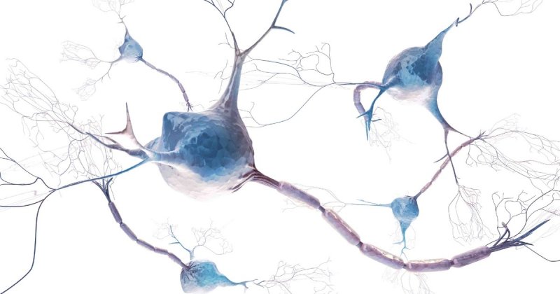 Что такое нейрон? Нейроны мозга - зачем они нужны? Что такое синапс?