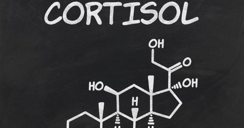 Гормон кортизол - что значит, когда он повышен? Как снизить кортизол?
