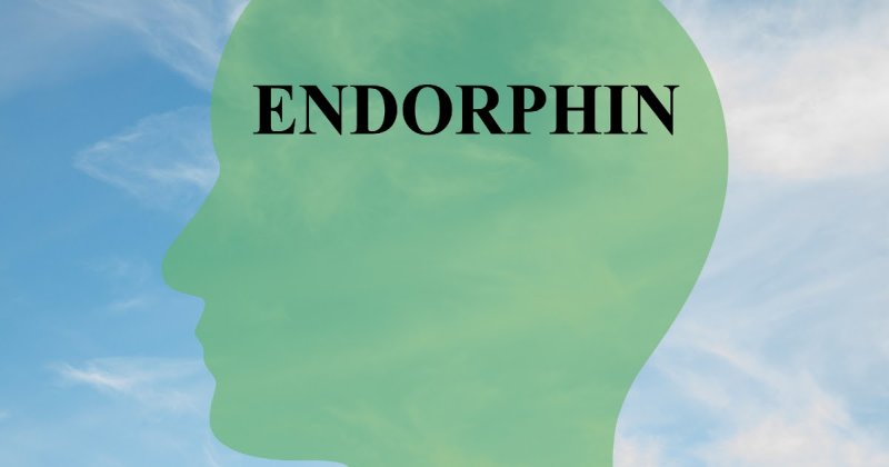 Что такое эндорфин? Зачем нужны эндорфины? Когда происходит выброс эндорфина?