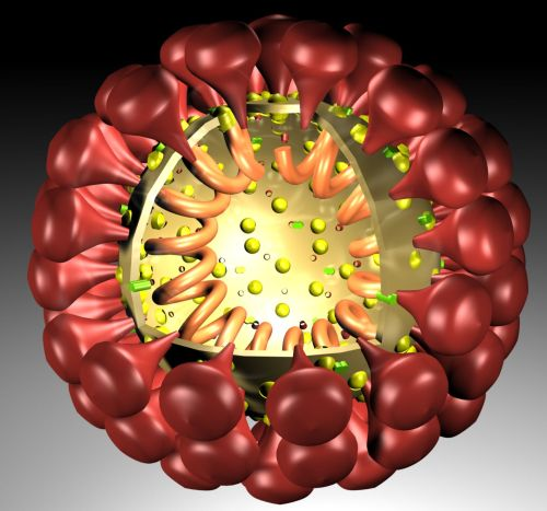 Откуда взялся коронавирус: версии появления вируса в Китае, откуда COVID-19 в Италии и России