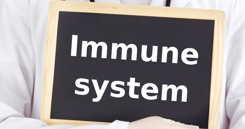 Иммунная система - что это такое? Что такое иммунитет? Как укрепить иммунитет?