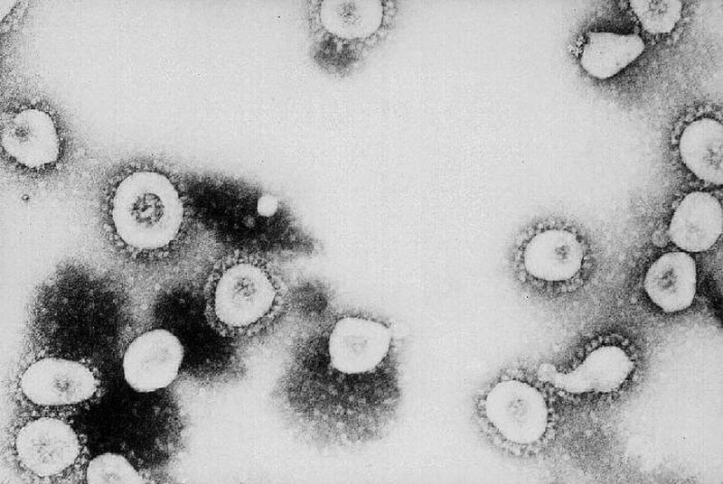 Как коронавирус атакует тело: почему одни выздоравливают, а другие нет