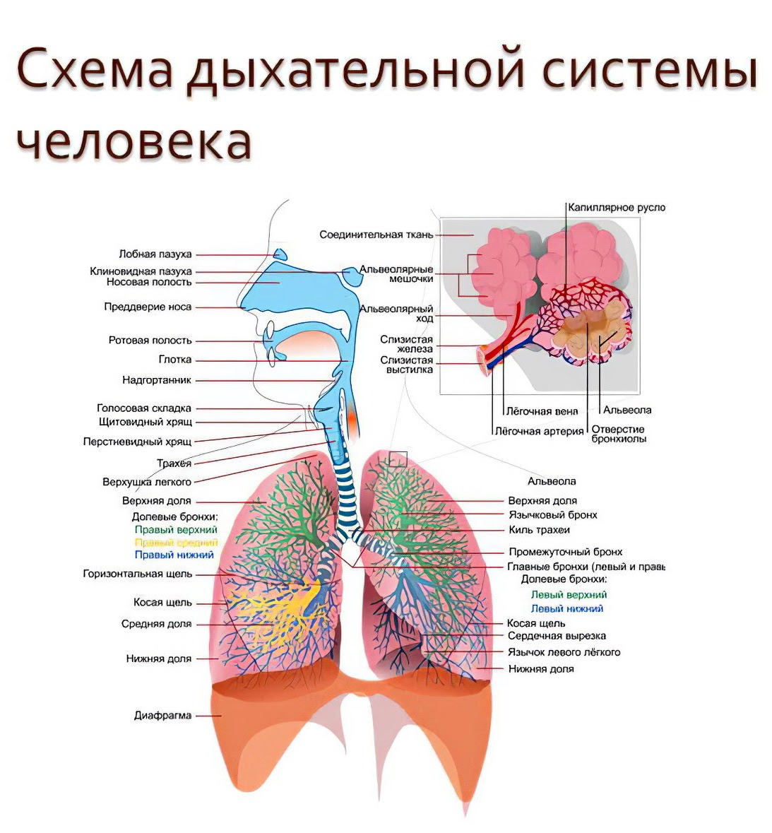 Дыхательная система плакат