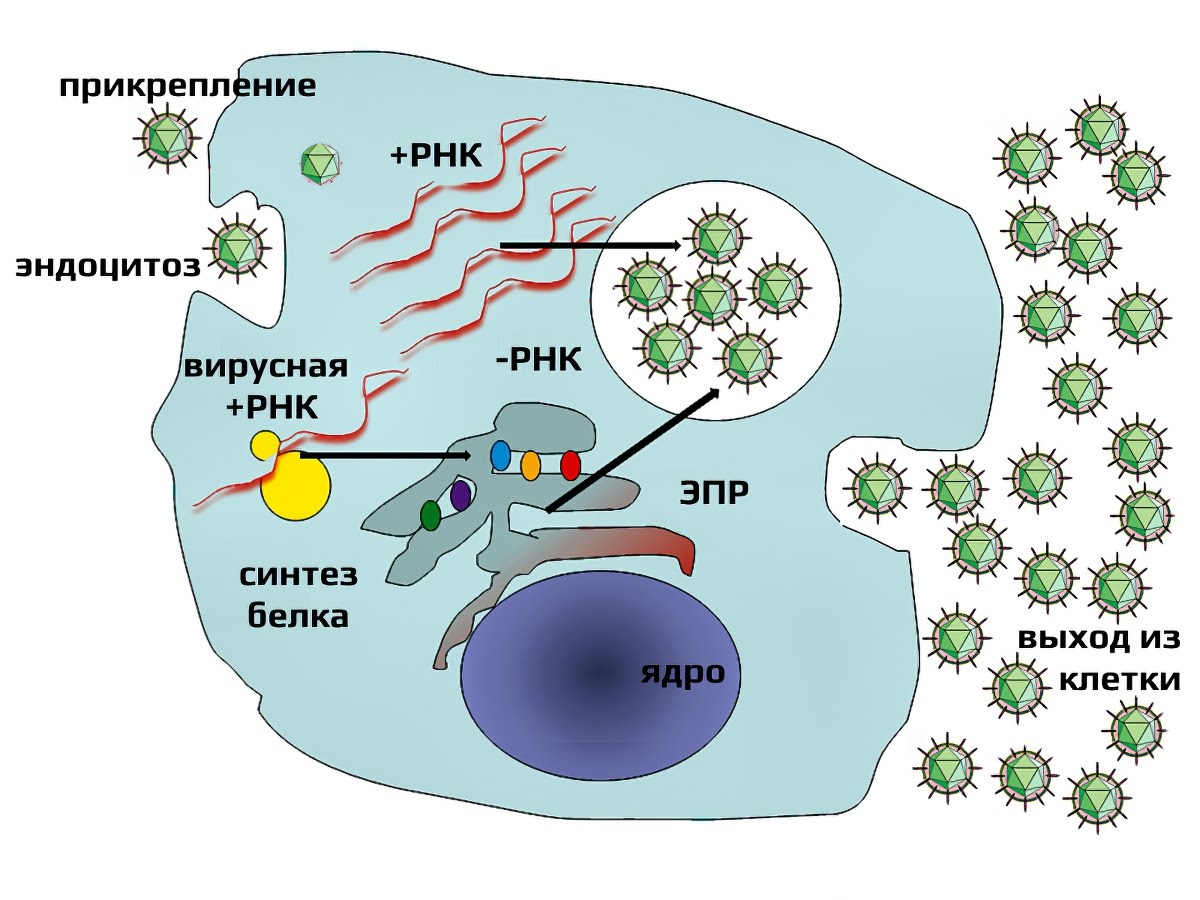 Рисунок цикл развития вируса