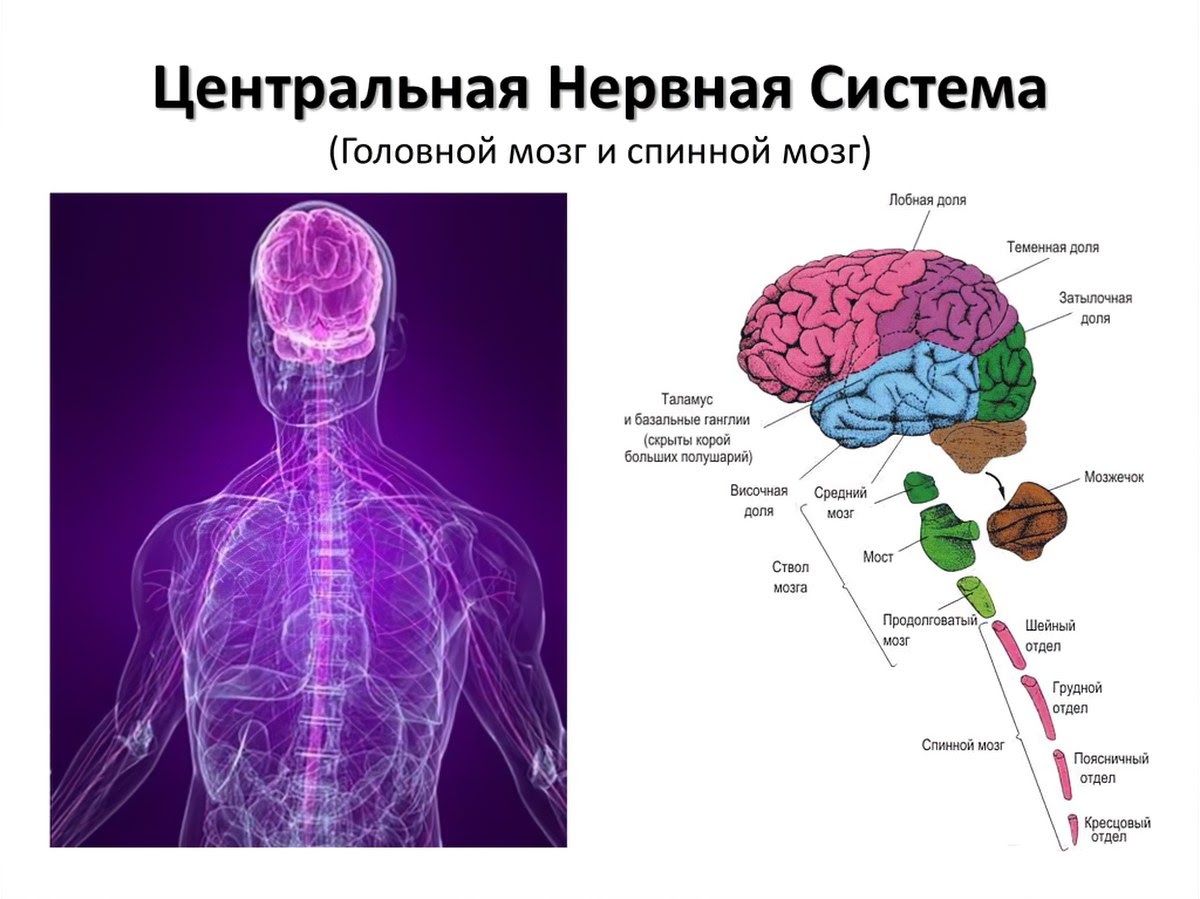 Нервная система отделы головного мозга
