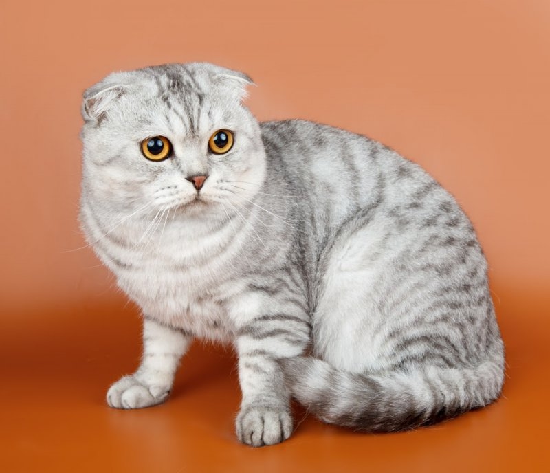 Шотландская вислоухая кошка: история и описание породы. Характер скоттиш-фолд
