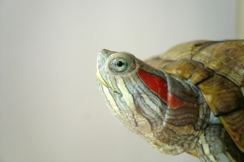 Красноухая черепаха. Уход и кормление в домашних условиях