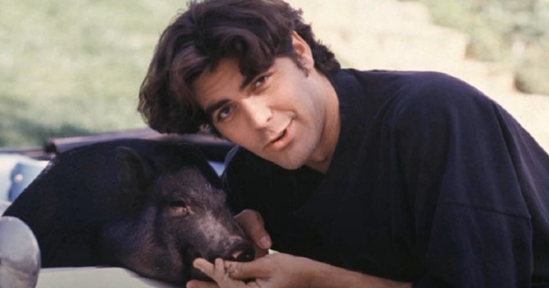 Как Джордж Клуни 18 лет прожил со свиньёй