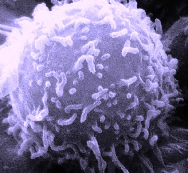 "Короткое замыкание" иммунитета: как коронавирус губит организм
