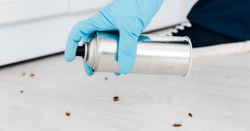 Как избавиться от тараканов? Средства от тараканов. Как вывести тараканов в квартире?