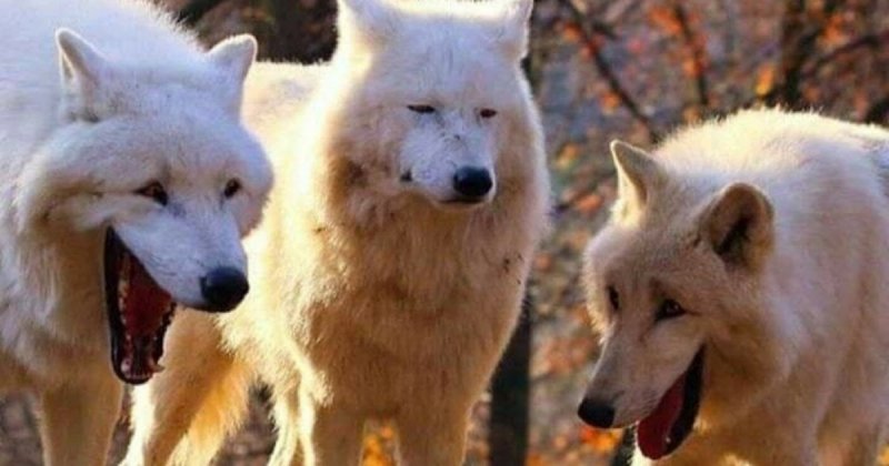 Смеющиеся волки: мем с тремя белыми волками. Шаблон и картинки