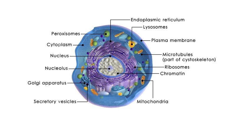 Цитоплазма: что это, химический состав, функции