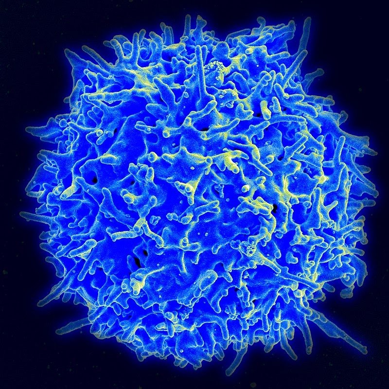 Повторное заражение коронавирусом: сколько держится иммунитет и можно ли заболеть снова