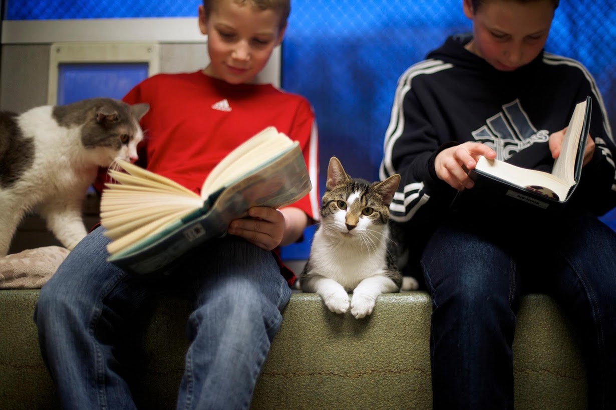Про животных для школьников. Кошка в библиотеке. Кошка с книжкой. Животные школьники. Книга котик.
