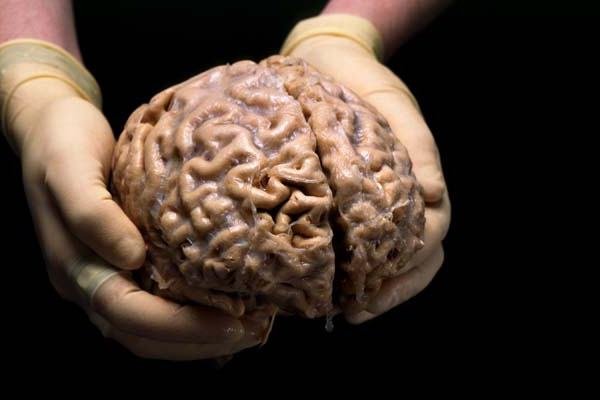 Как работает мозг человека? Зависят ли умственные способности от массы мозга?
