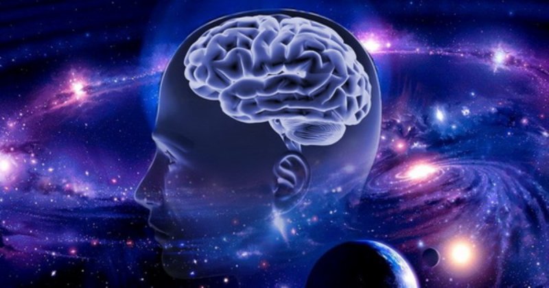 Как работает мозг человека? Зависят ли умственные способности от массы мозга?