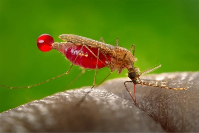 Иммунная буря: что укусы комаров делают с нашим организмом