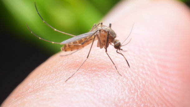 Иммунная буря: что укусы комаров делают с нашим организмом