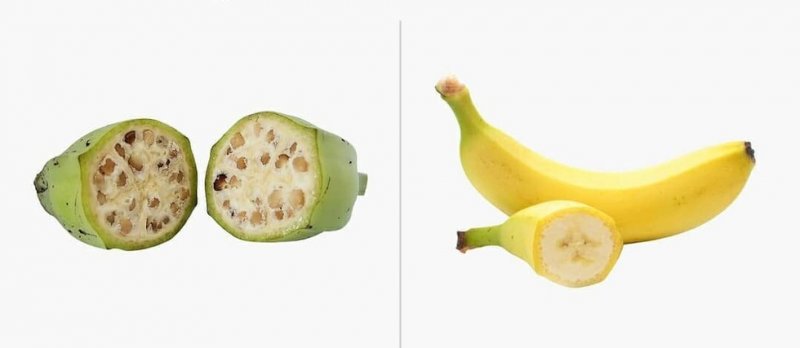 Как изменились популярные фрукты за 7 тысяч лет