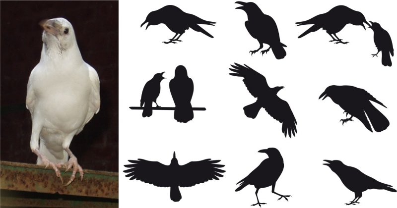 Белая ворона: значение фразеологизма и примеры предложений
