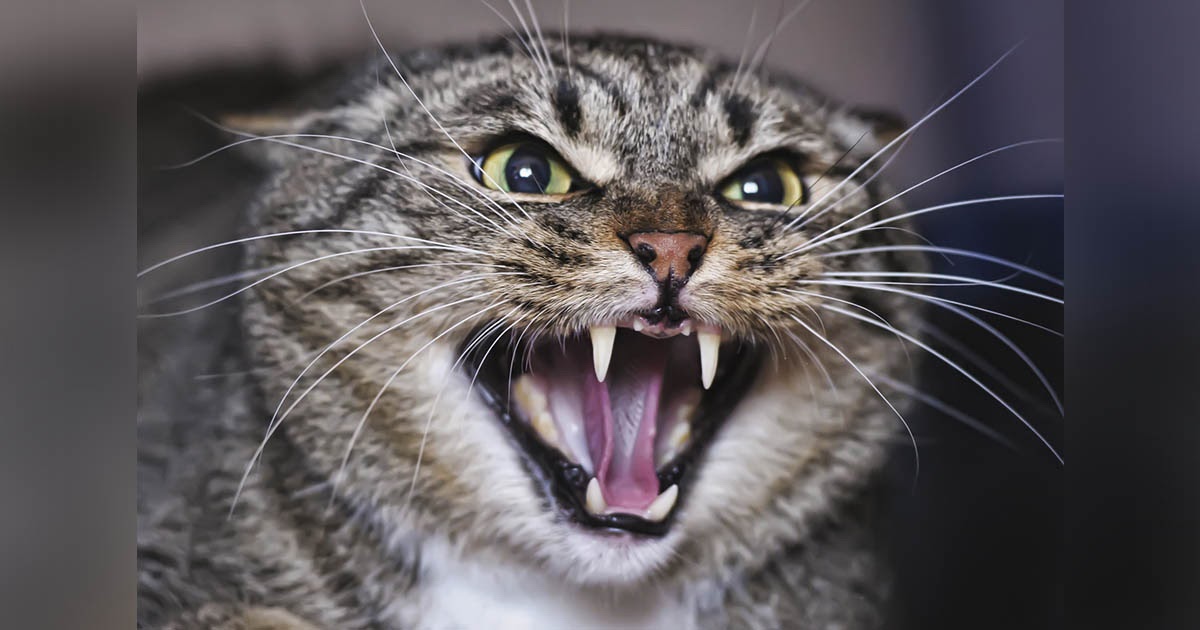 Эксперты рассказали об опасностях, исходящих от домашних кошек