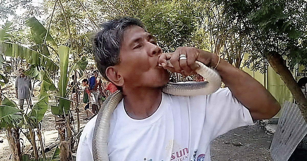 «Неуязвимый» эксперт по змеям умер после попытки поцеловать кобру