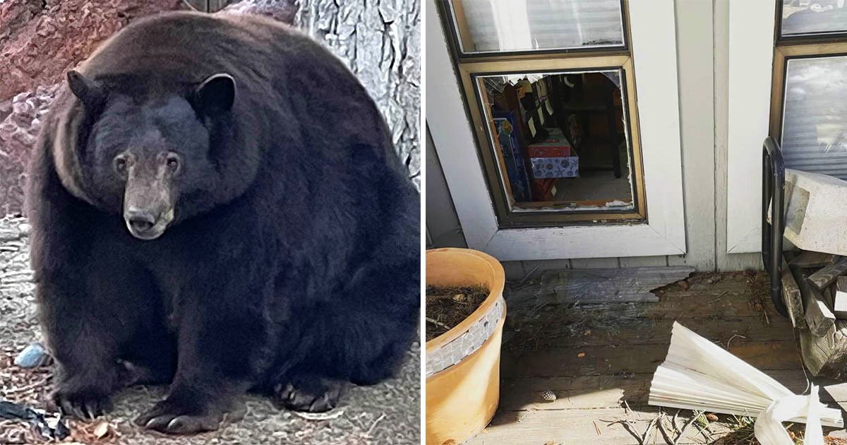 В Калифорнии толстый медведь залезает в дома местных жителей за едой