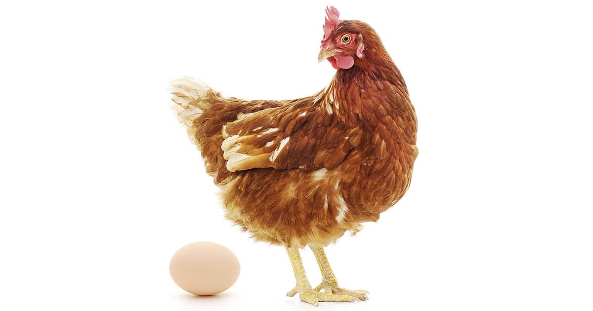 Что было первым - курица или яйцо. Британские ученые нашли ответ